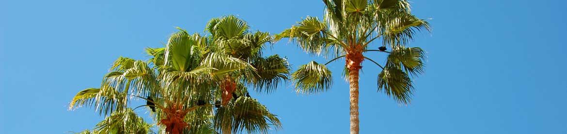 Tampa Palms Property Management